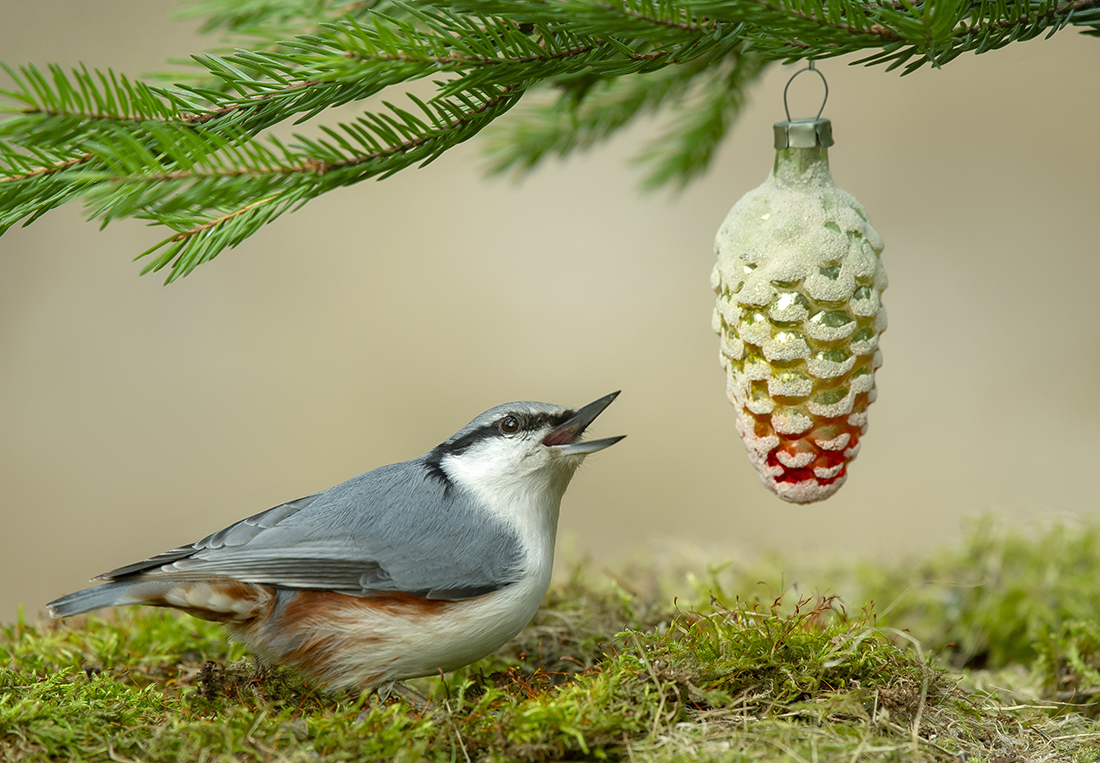 С Рождеством!!!