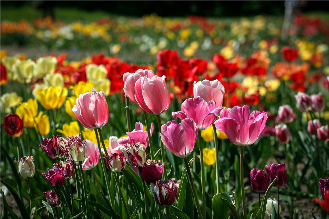 Весенние краски