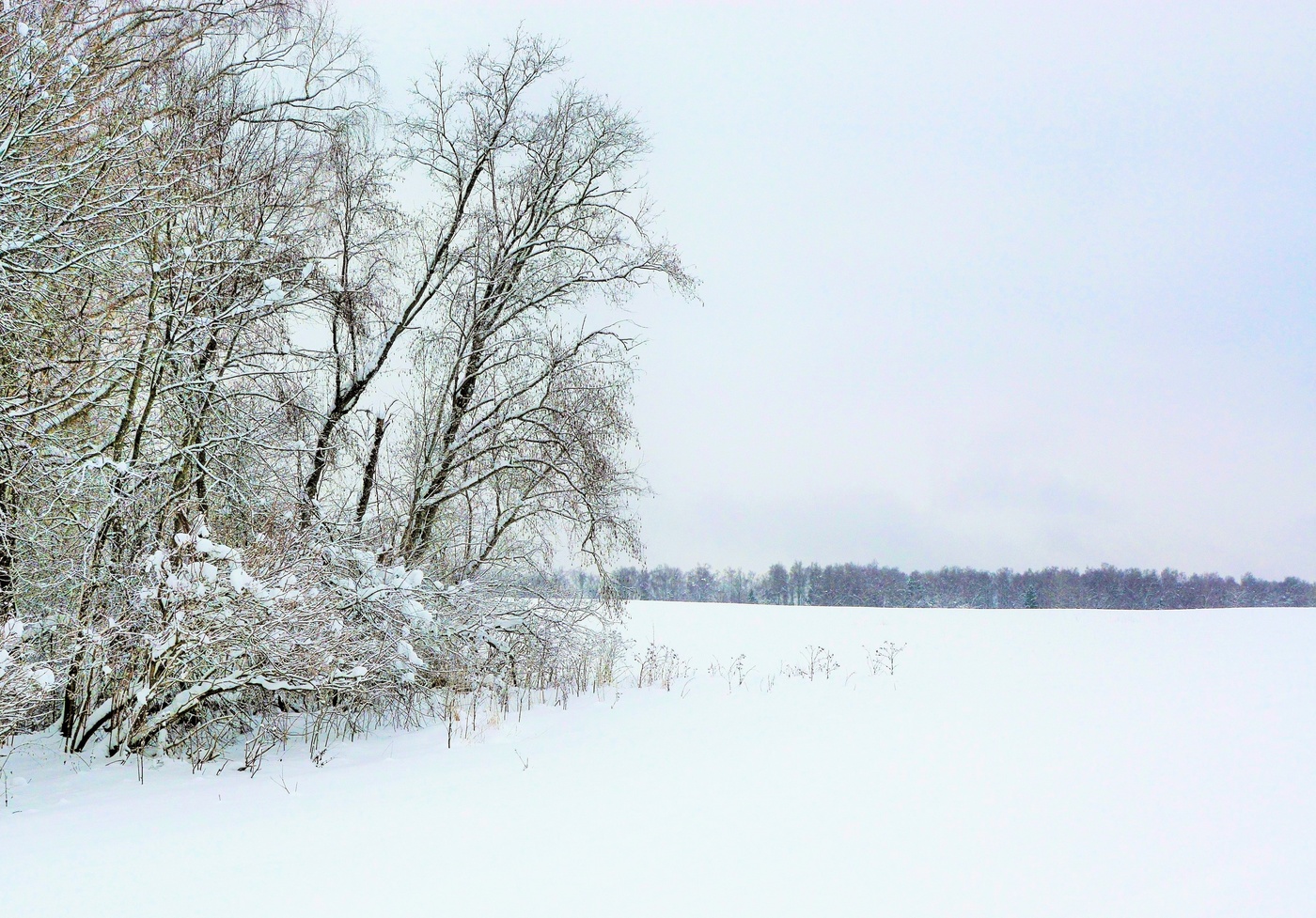 "Птицы нас покинули давно ..."