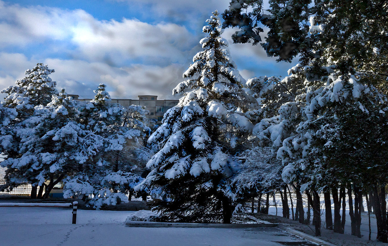 Городская Ель