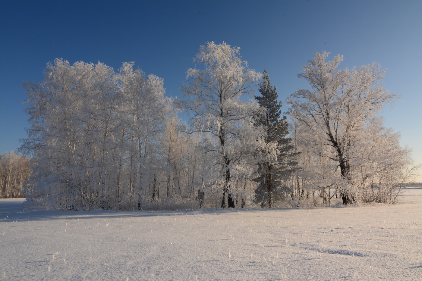 Заблудившаяся среди берёз.