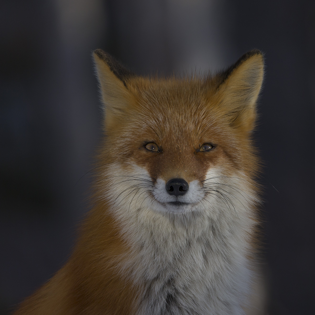 Фото на паспорт