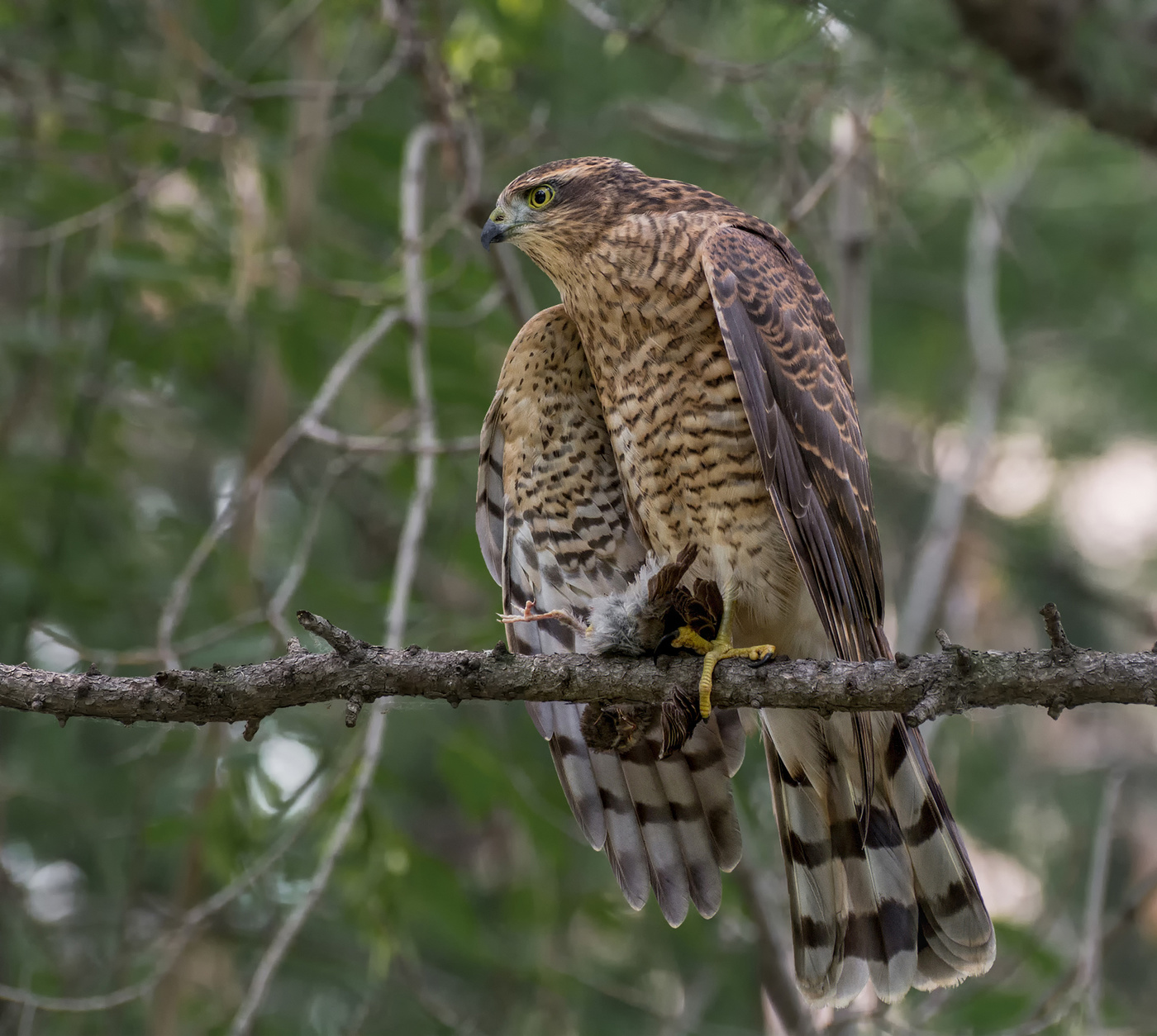 Ястреб - перепелятник с добычей.