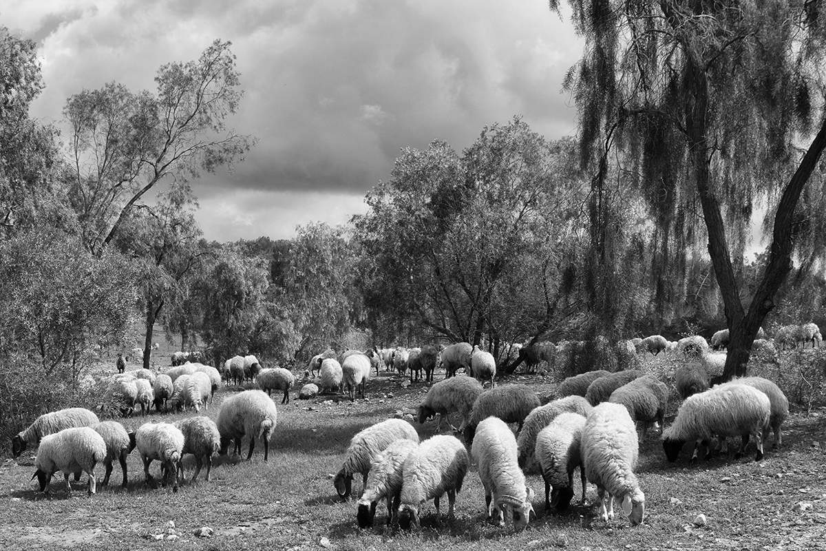 Зимняя пасторальная