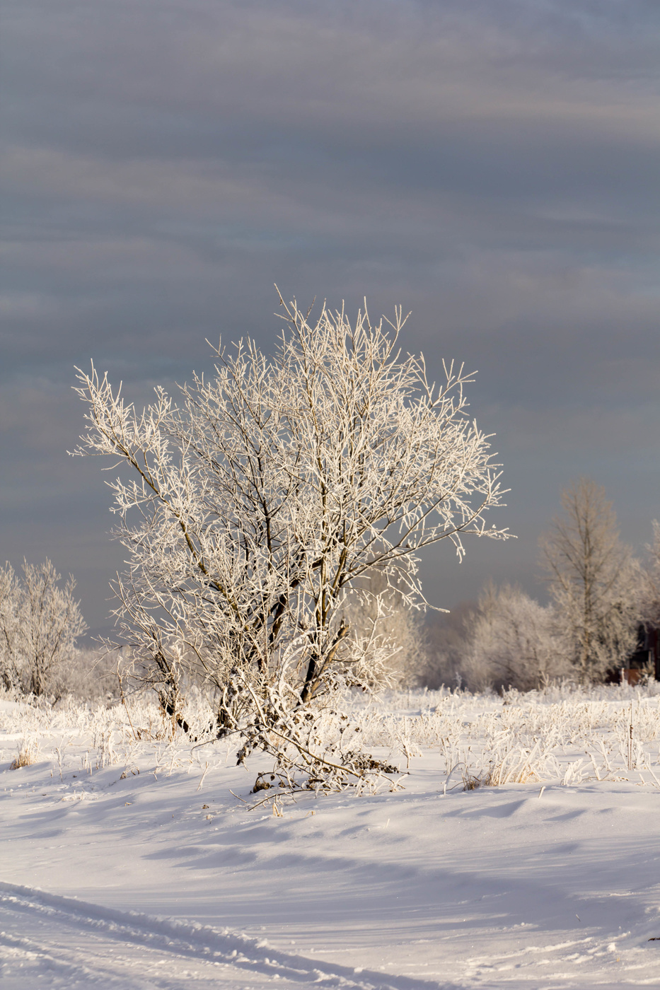 На Рождество!
