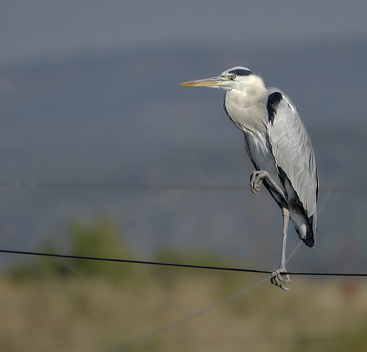 Жизненная позиция