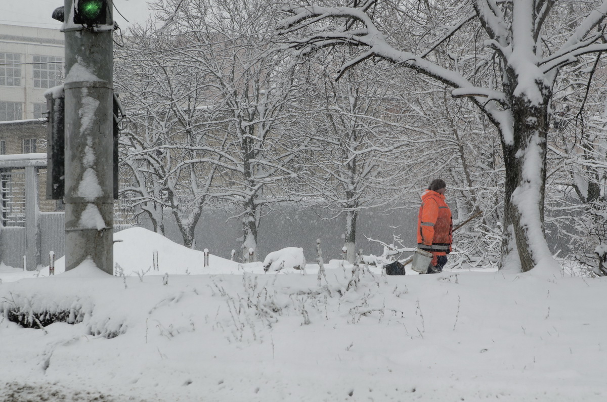 зиме-зелёный