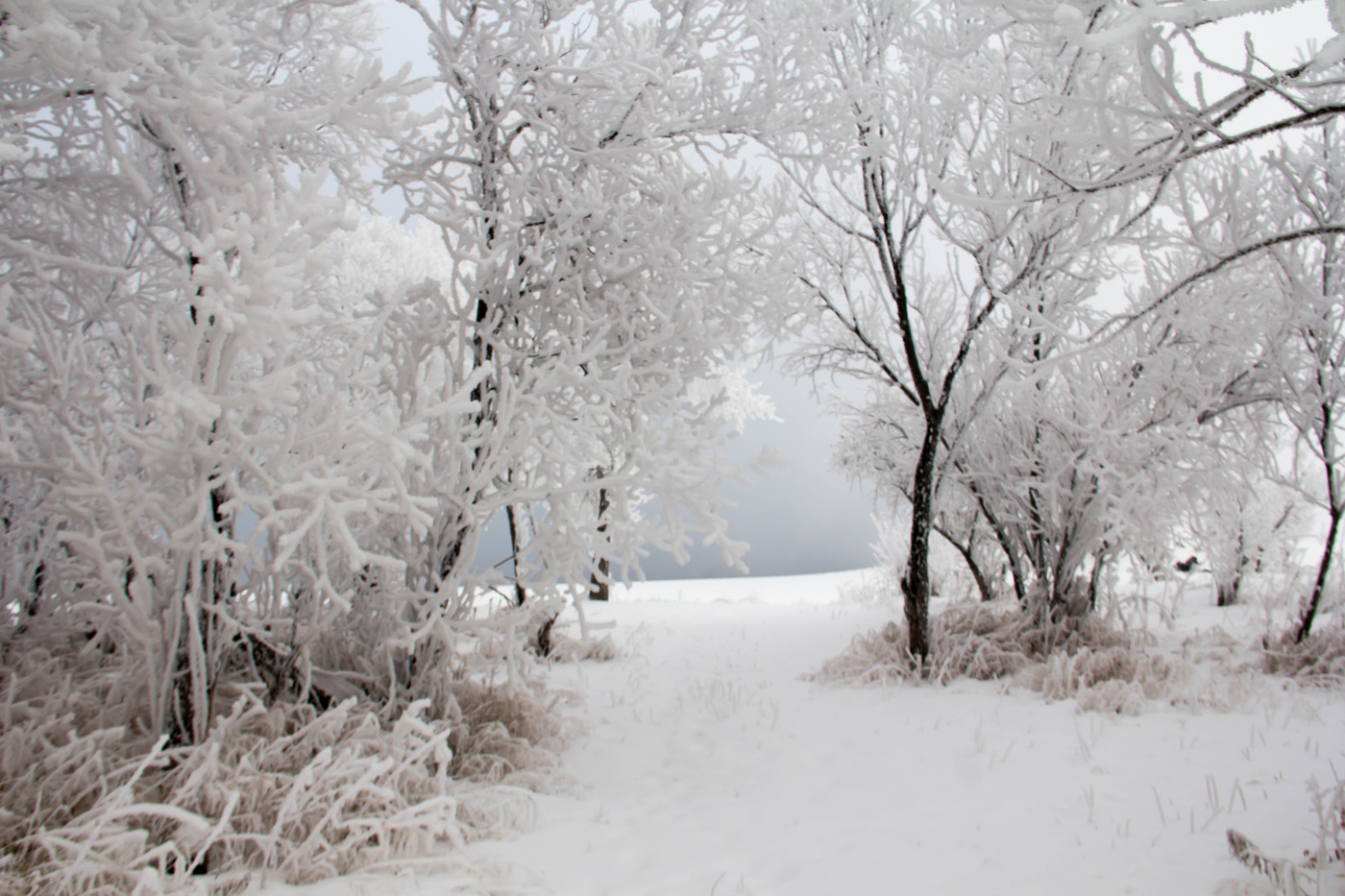Зимняя сказка