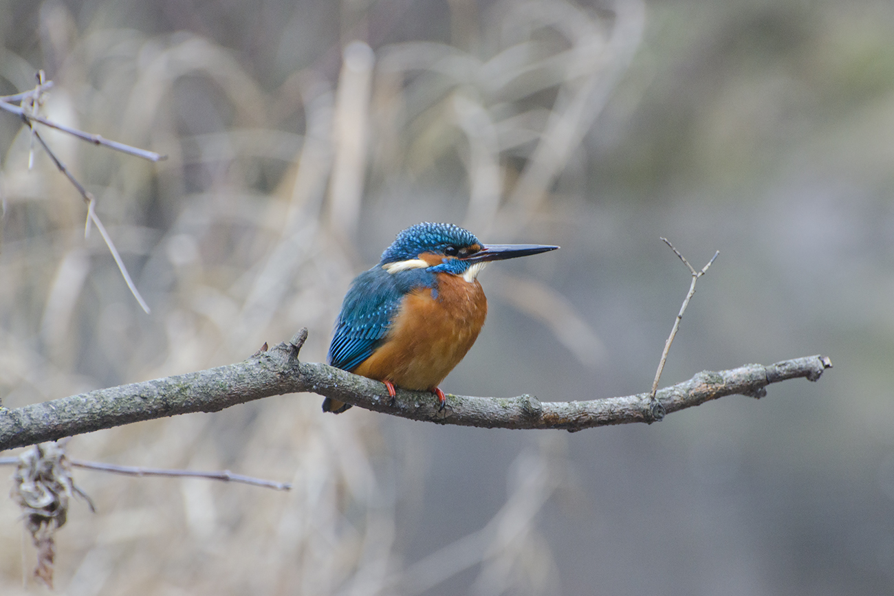На сторожевой ветке