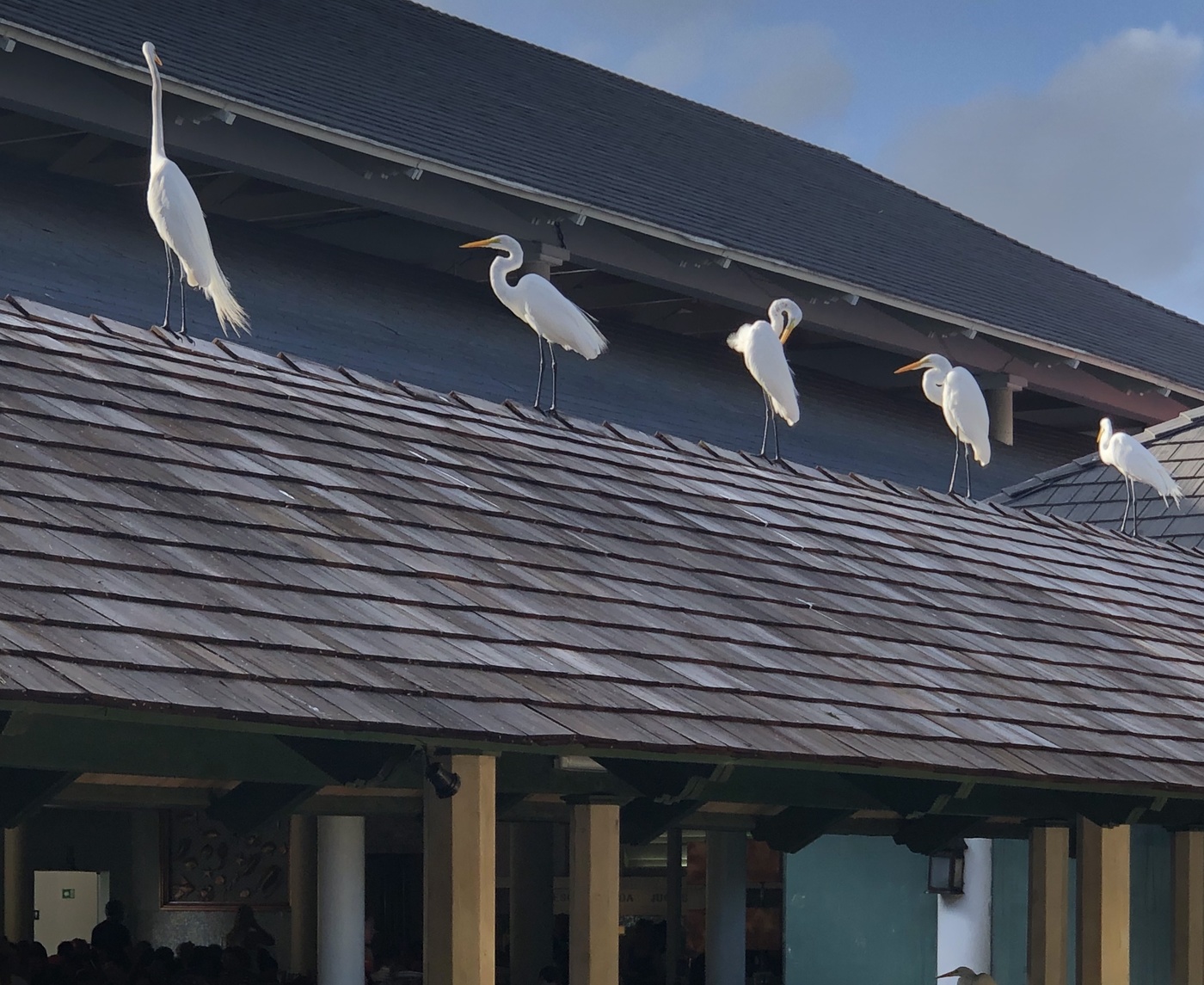 Конкурс красоты