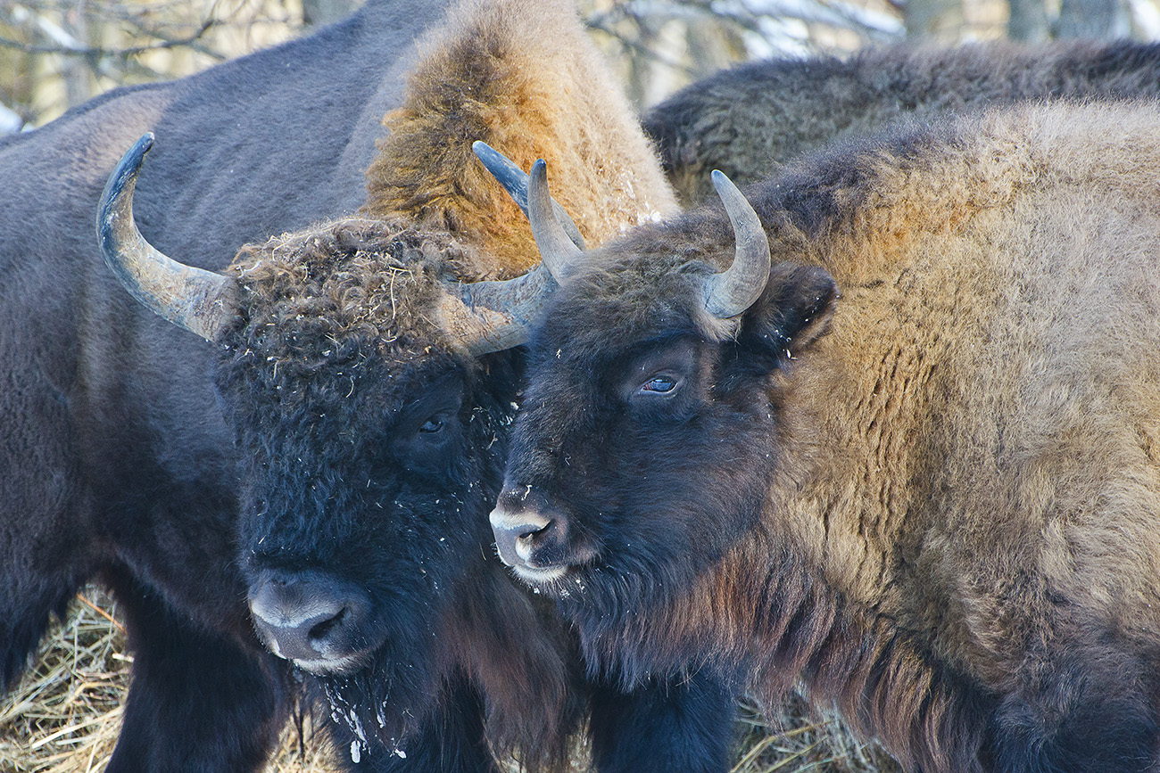 Семейный портрет. Зубры