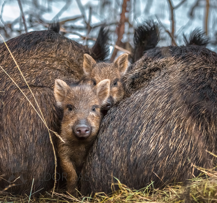 Маленькие защитники
