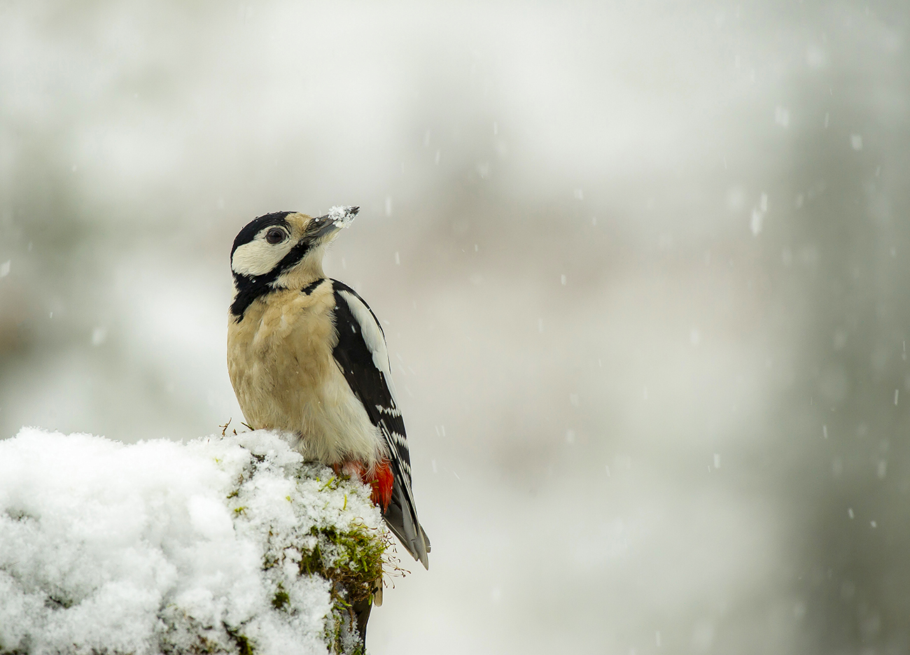 "А снег идёт..."