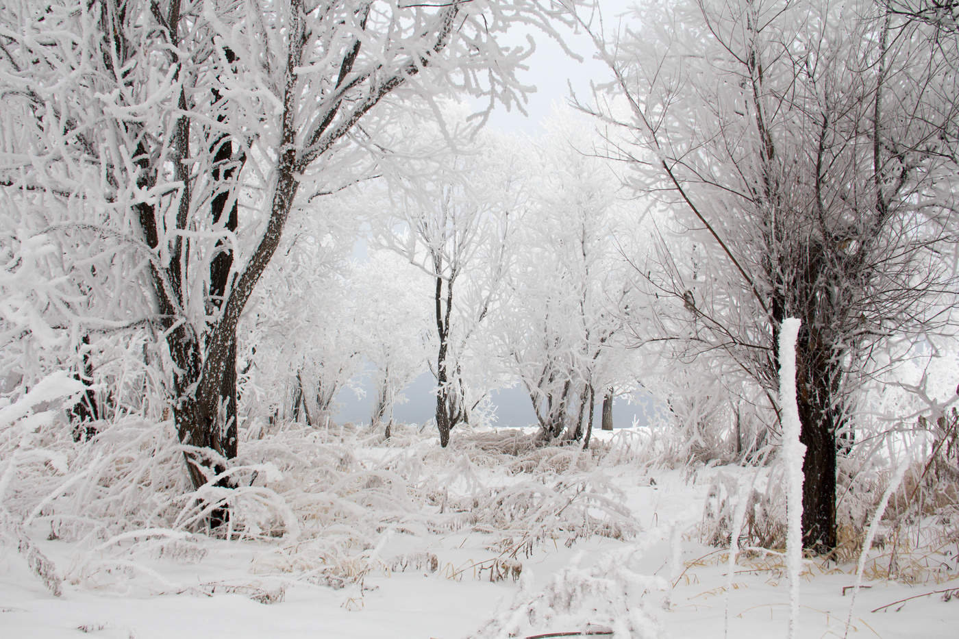 Графика Зимы