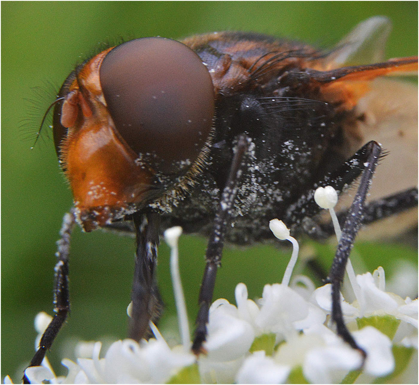 И лицом, и всем взяла....