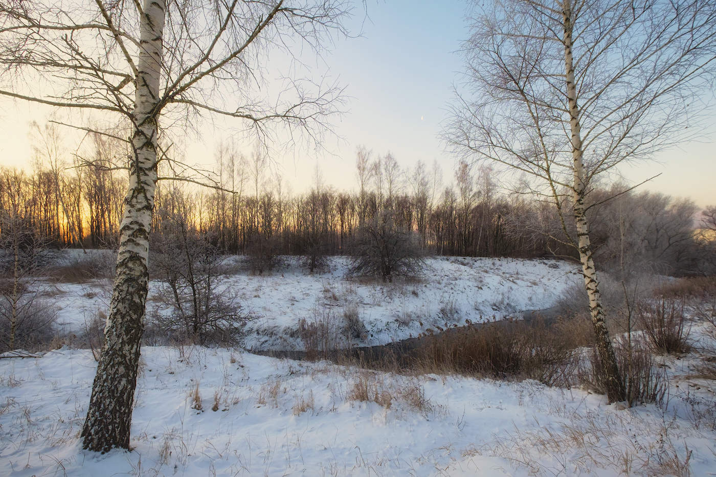 Берёзки-подружки