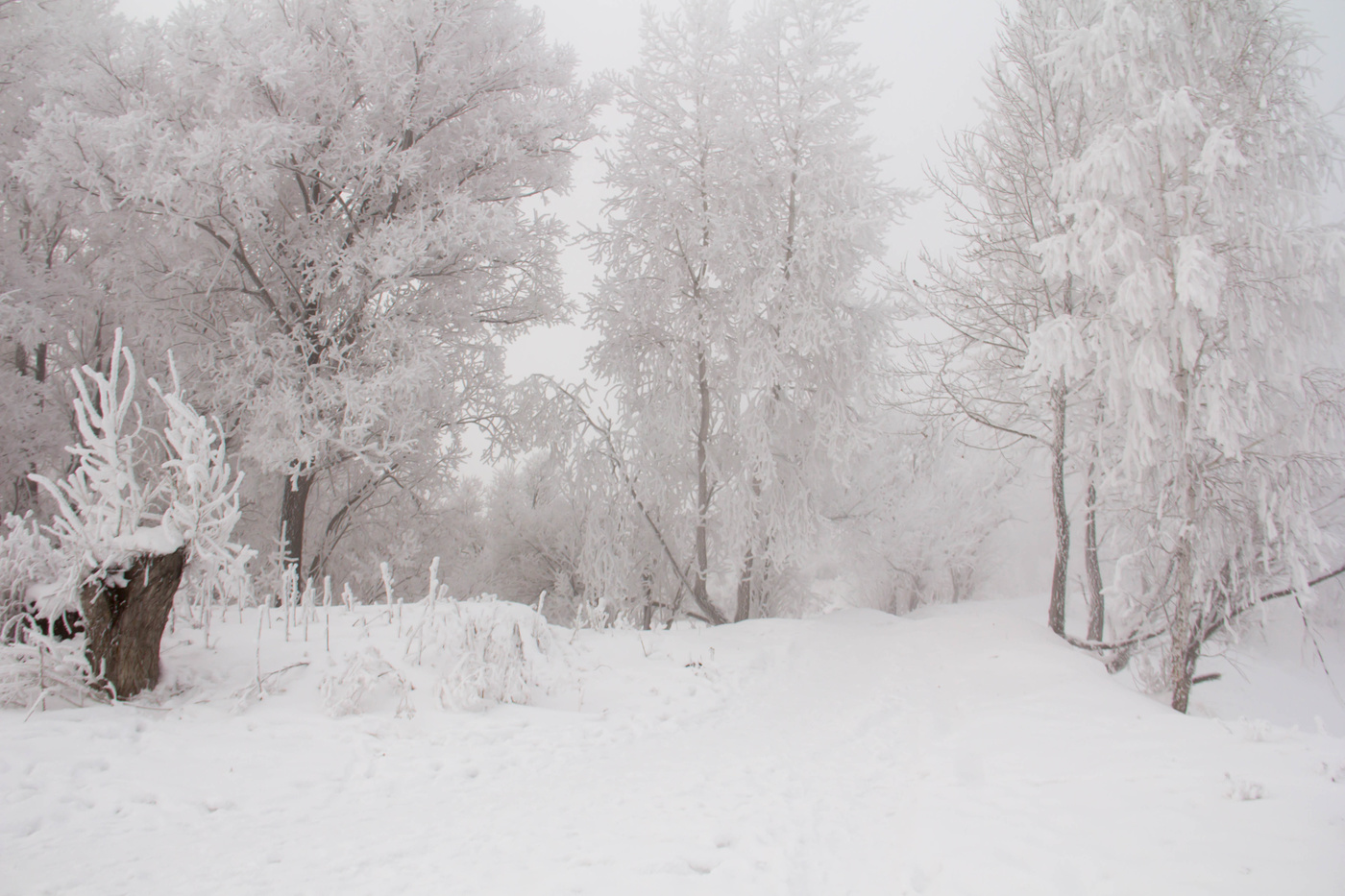 Сибирские узоры