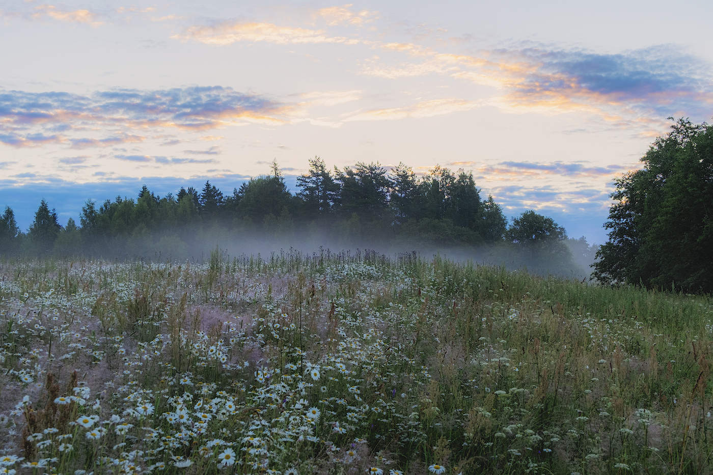 Ромашковый туман