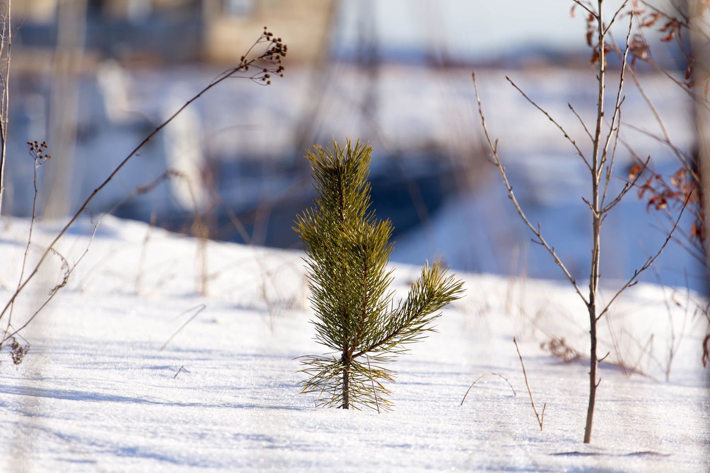 Молоденькая сосна