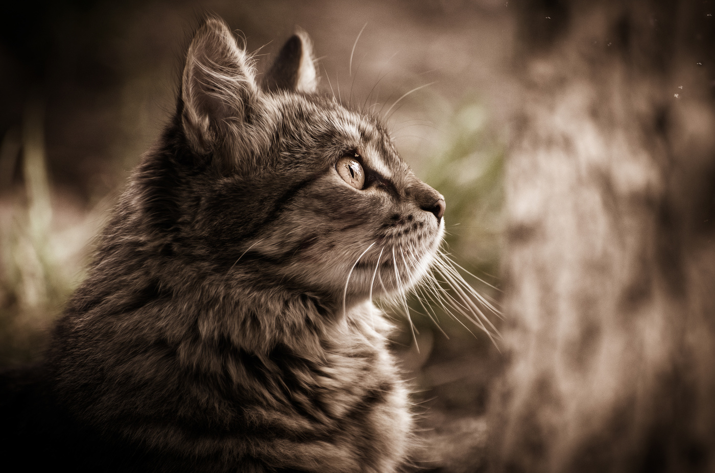 Кошачья философия...