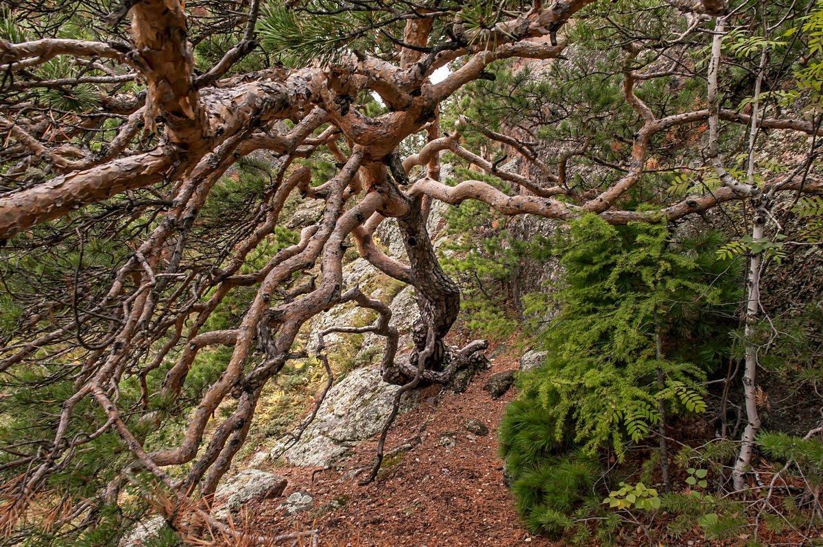 Щупальцы природы...