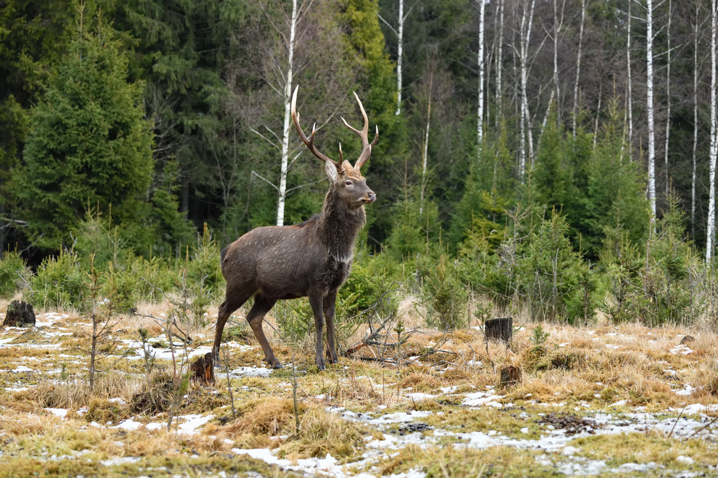 в зимнем лесу