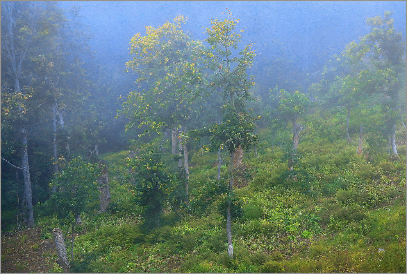 Синий туман