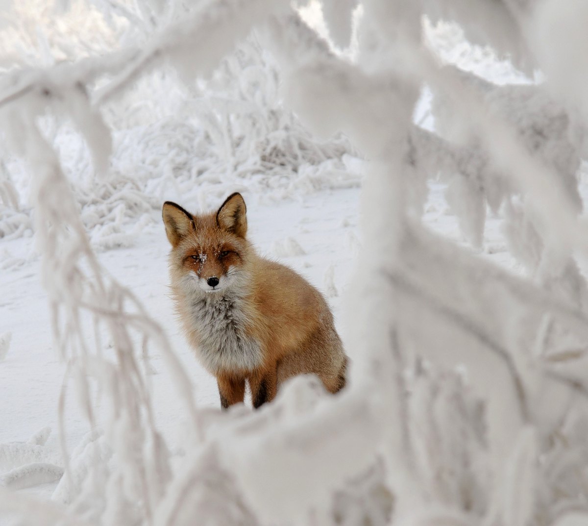 В снежной рамочке.