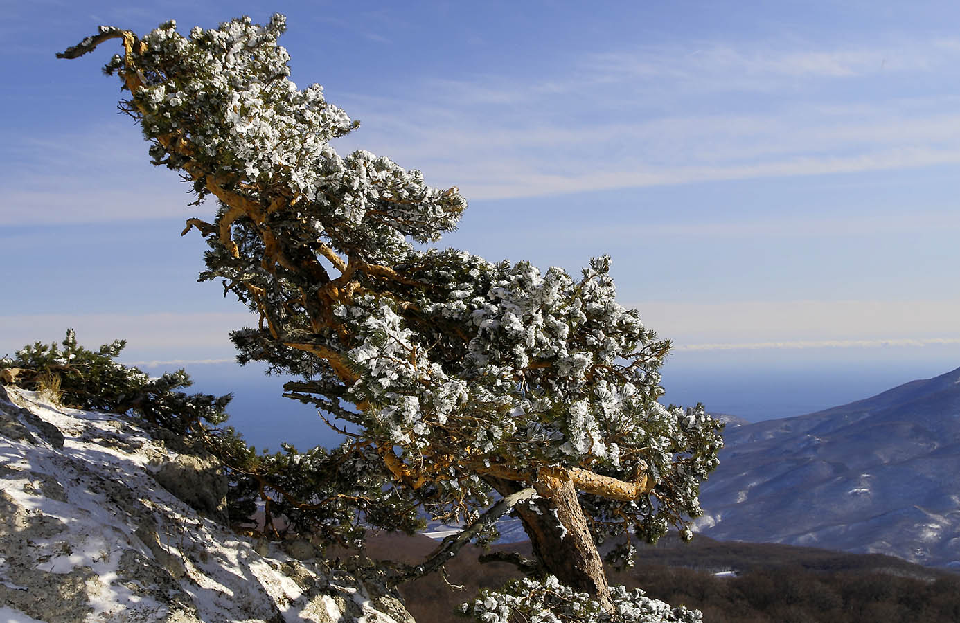 Крымская сосна