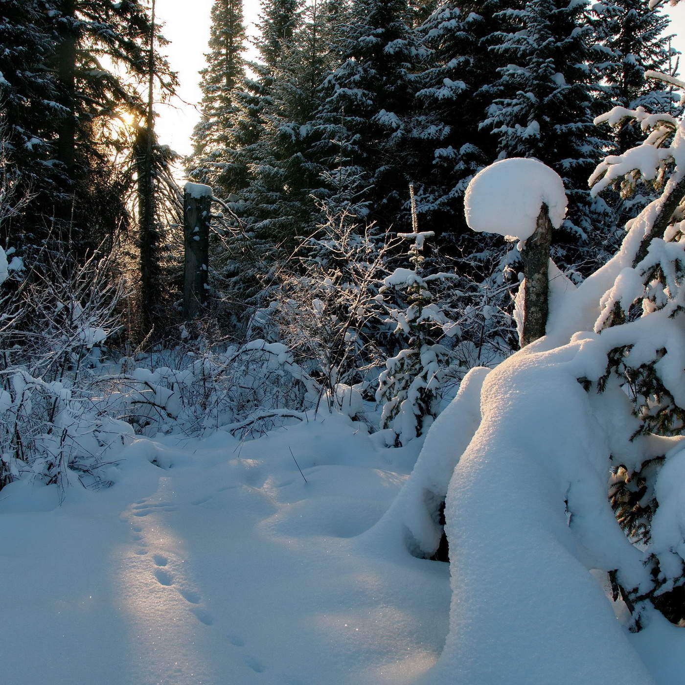 На лесной опушке.