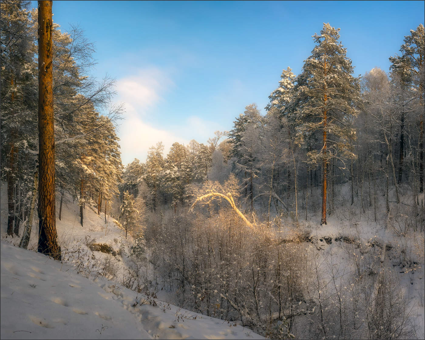 Winterwald