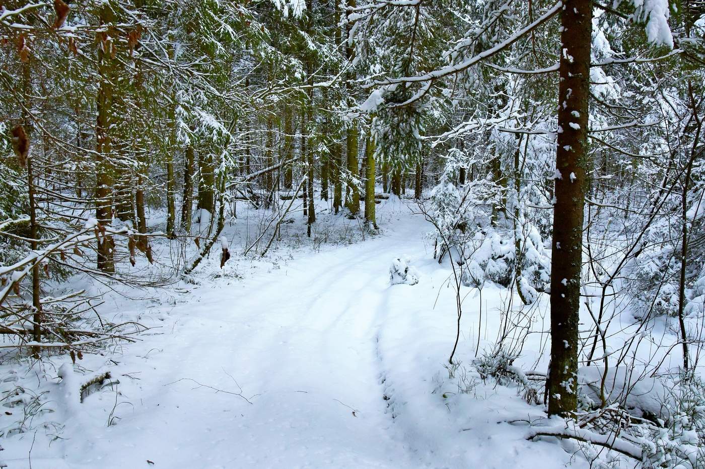 Свежевыпавший снег ...