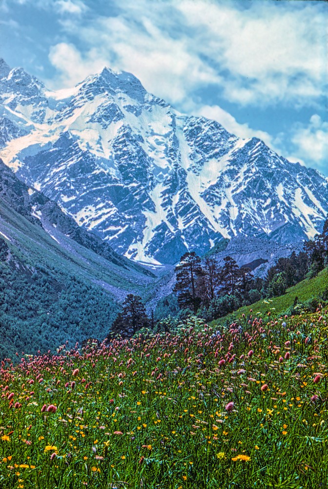 Альпийский луг