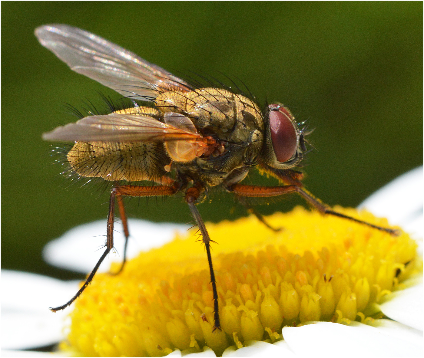 На ромашке.