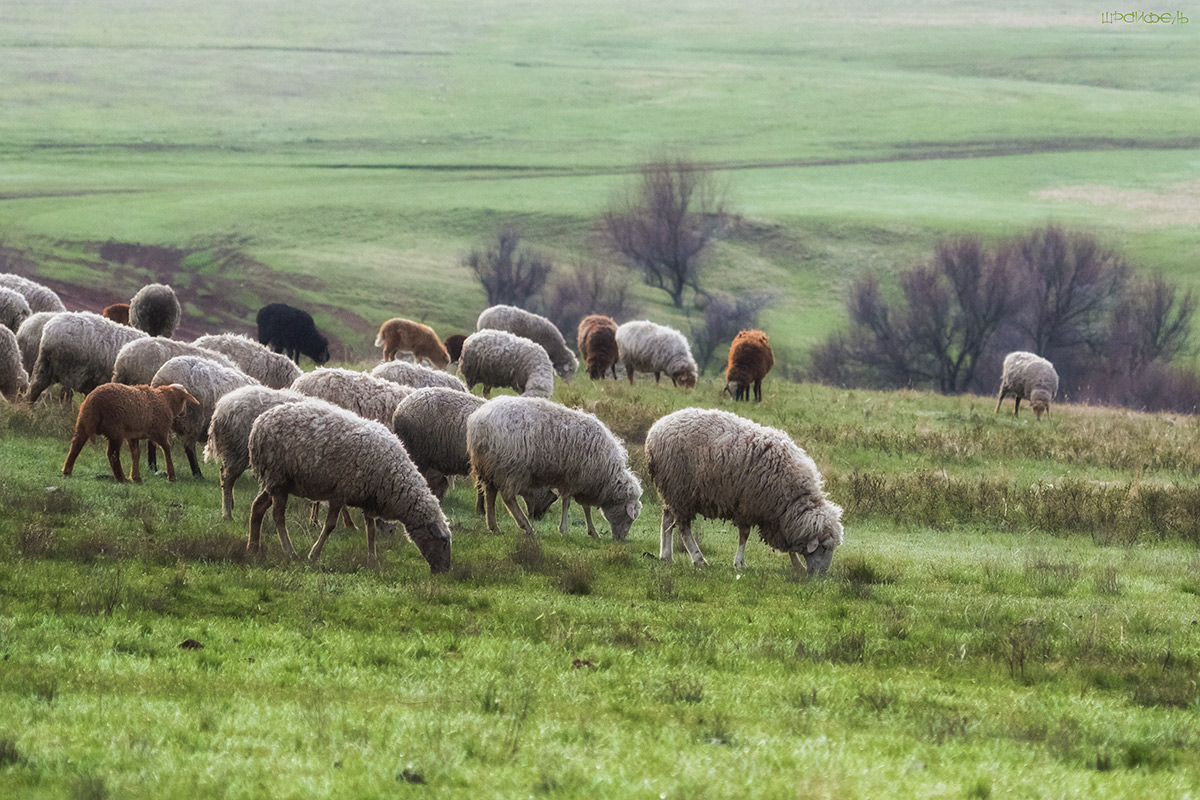 По свежей траве
