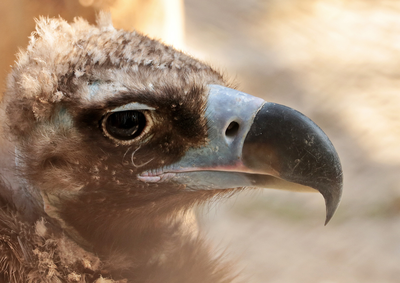 Мировая скорбь