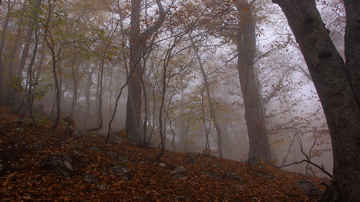 В буковом лесу