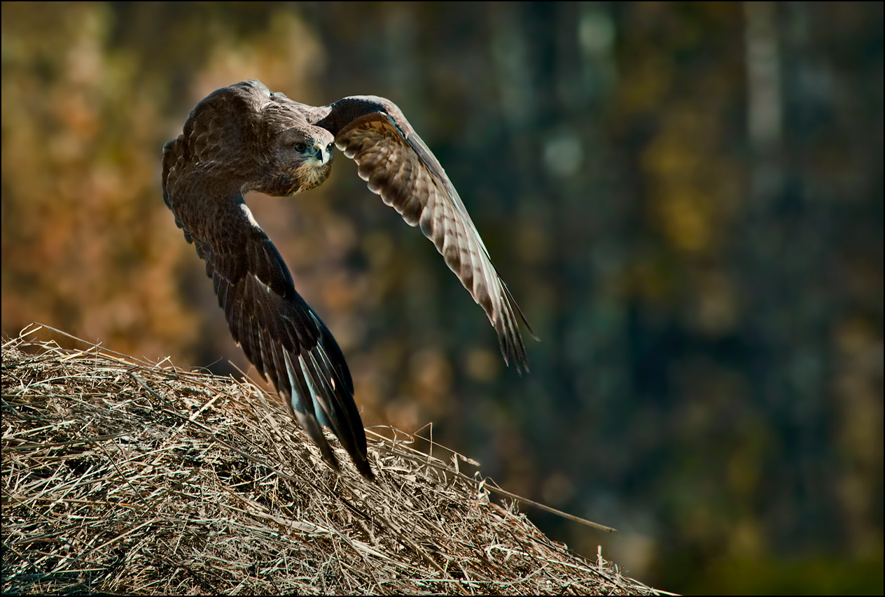 За добычей...