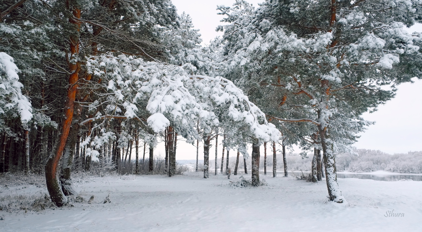 Зимний лес у Оки.
