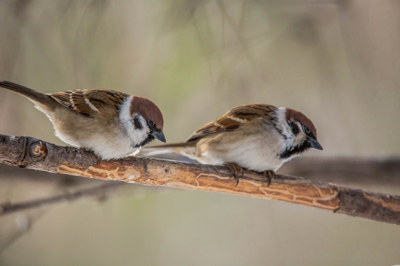 Воробьишки