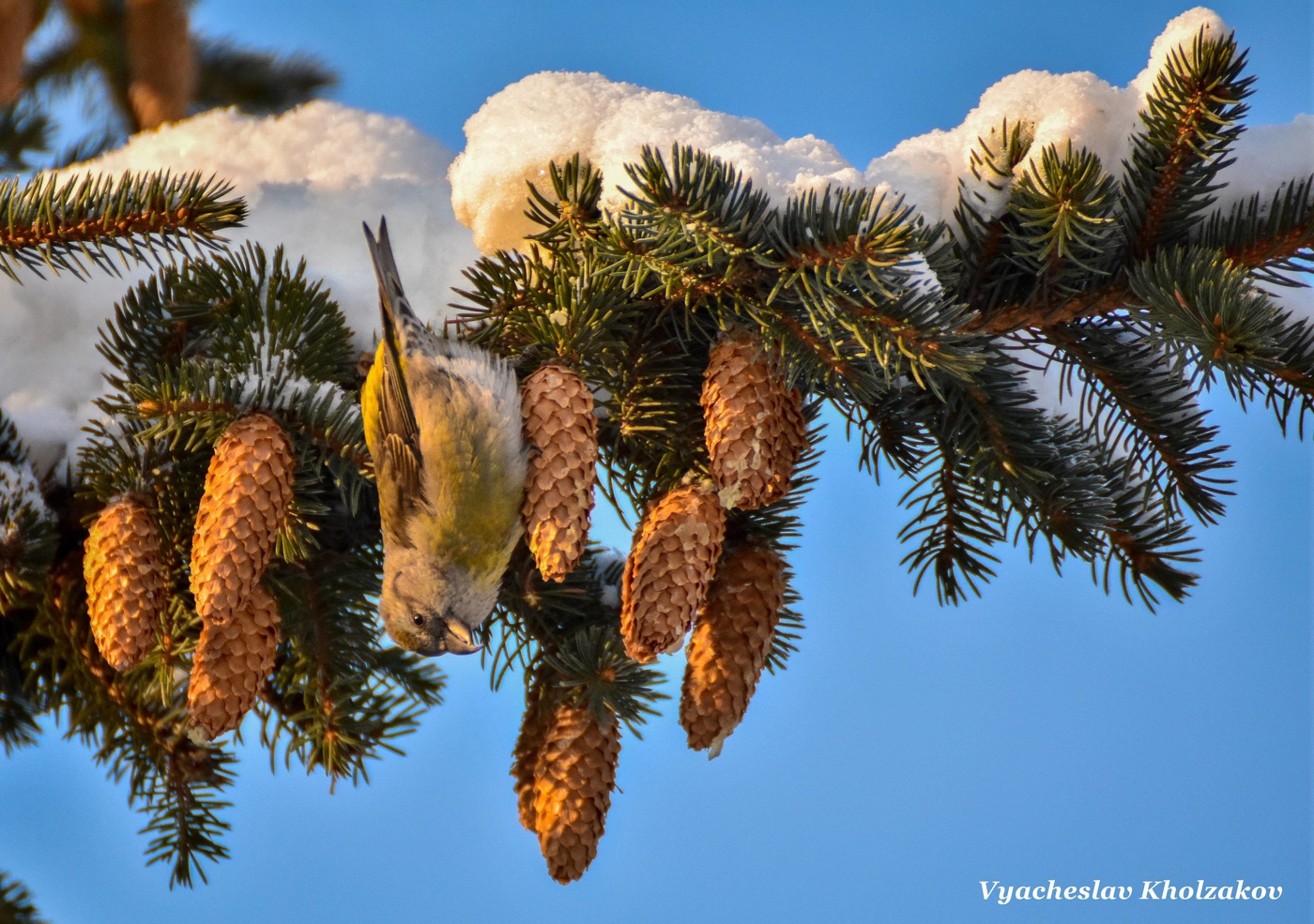 Клест и шишки