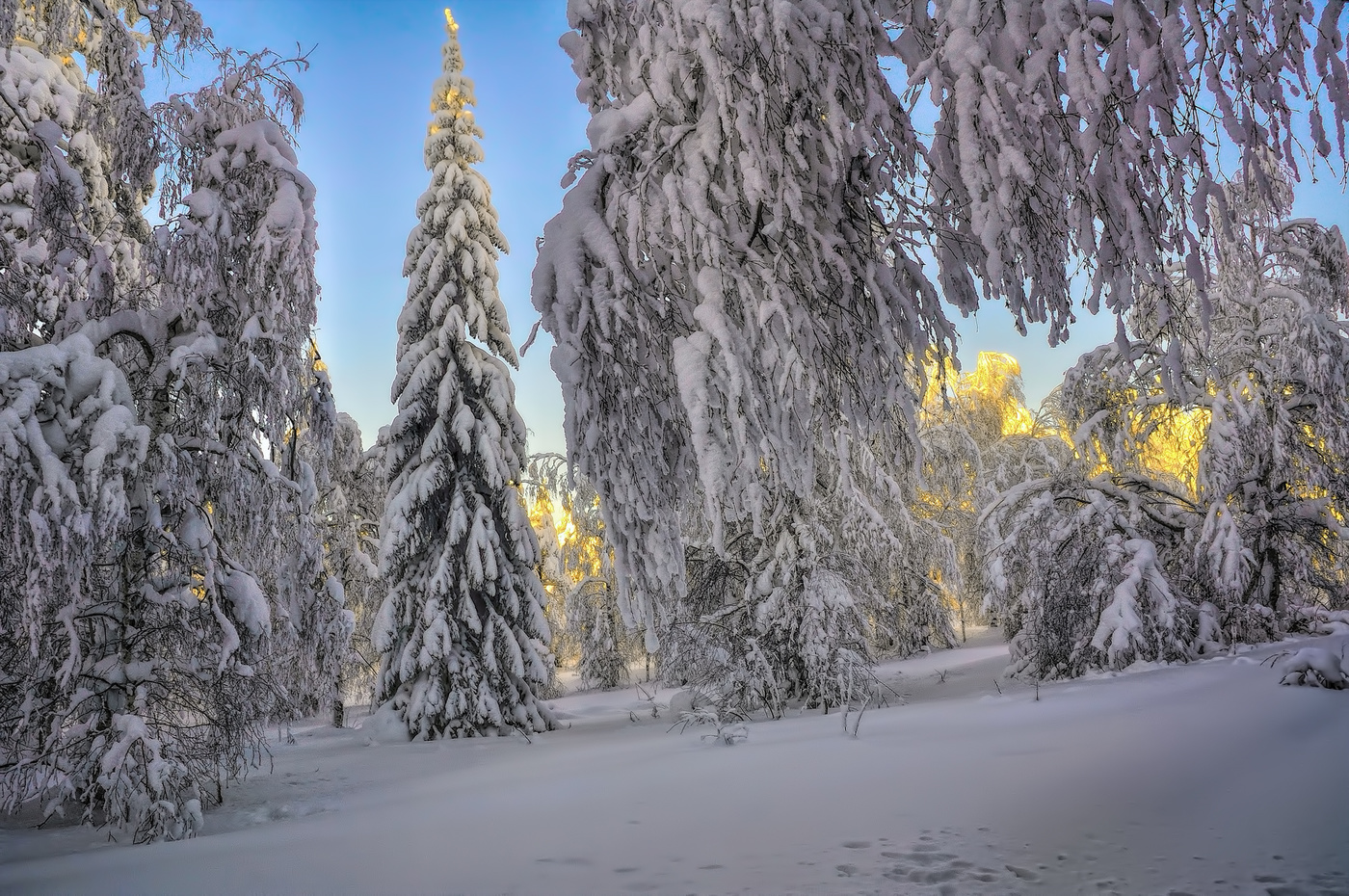 Лесная красавица