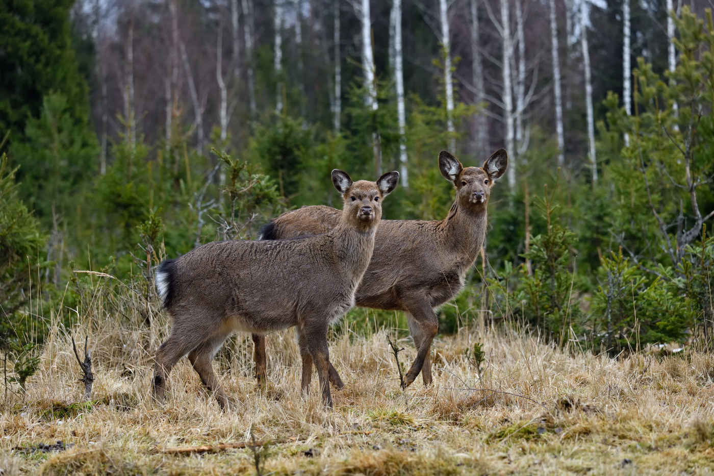 любопытная парочка