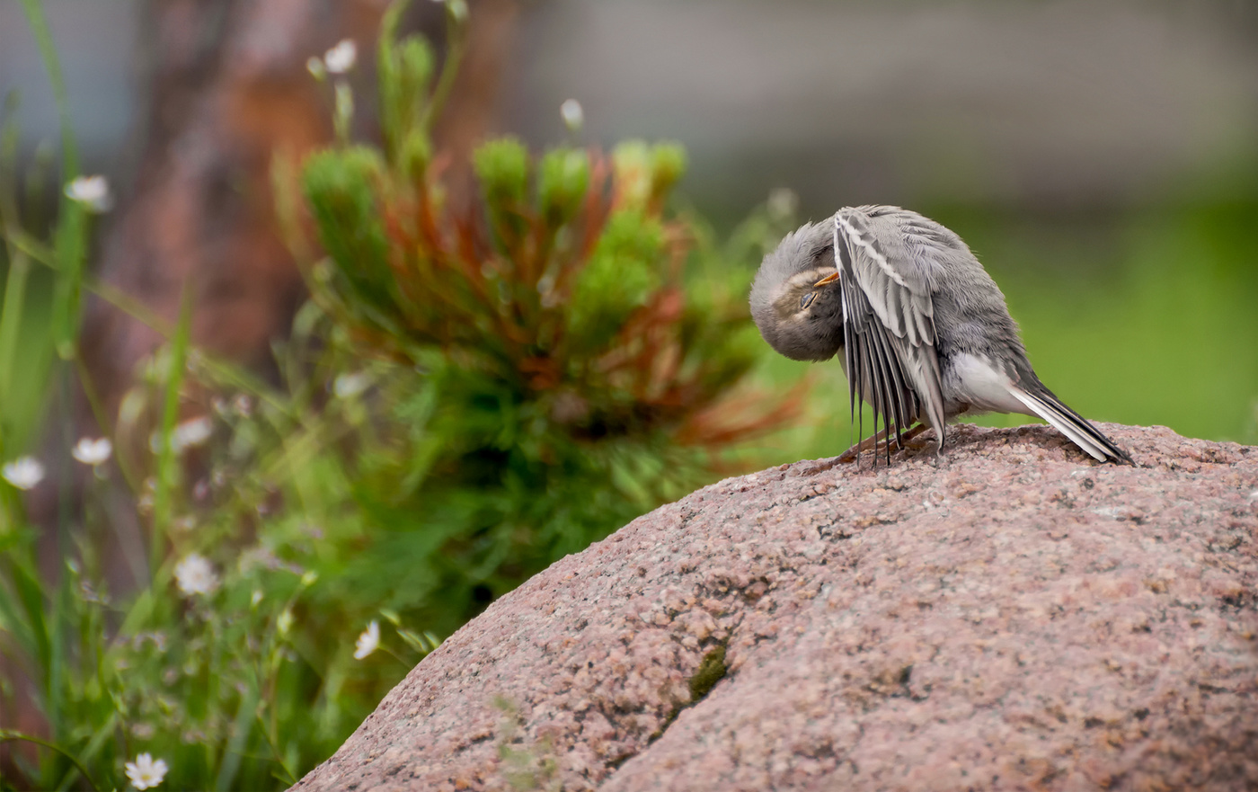Птенец трясогузки..