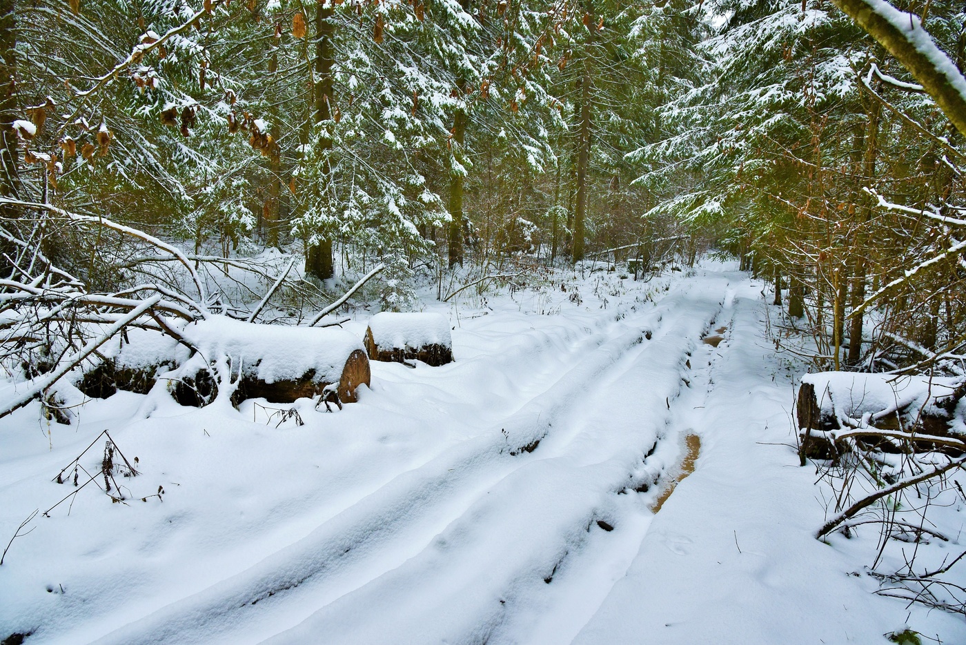 "Лесная дорога в дремучей глуши ..."