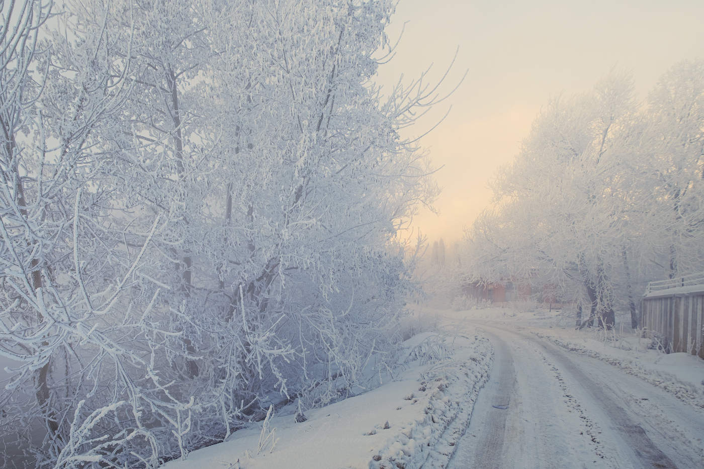 Стоят деревья в жемчугах