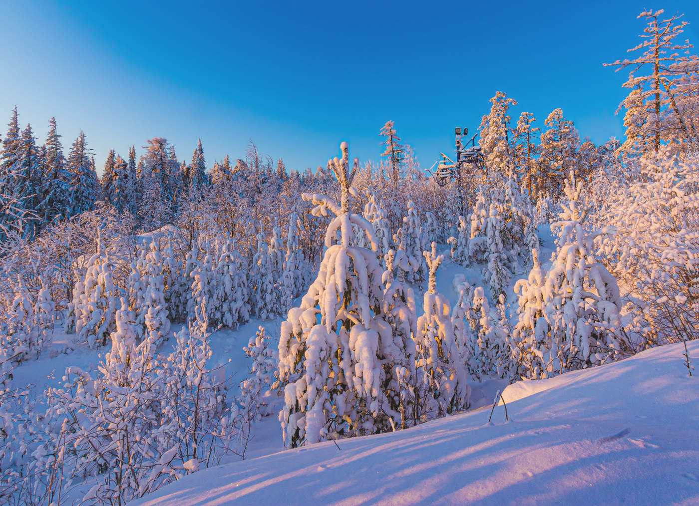 Утренний лес