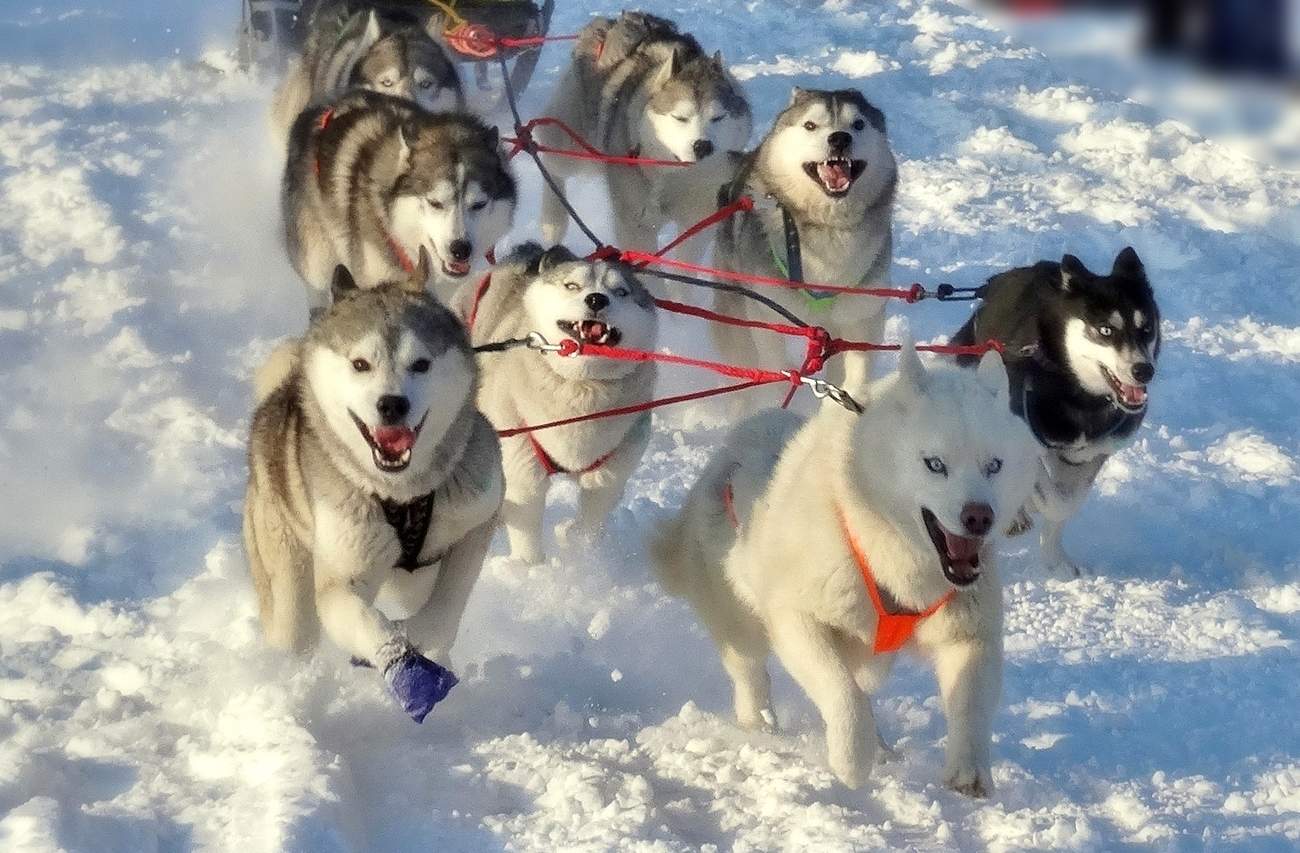 Гонки на собачьих упряжках