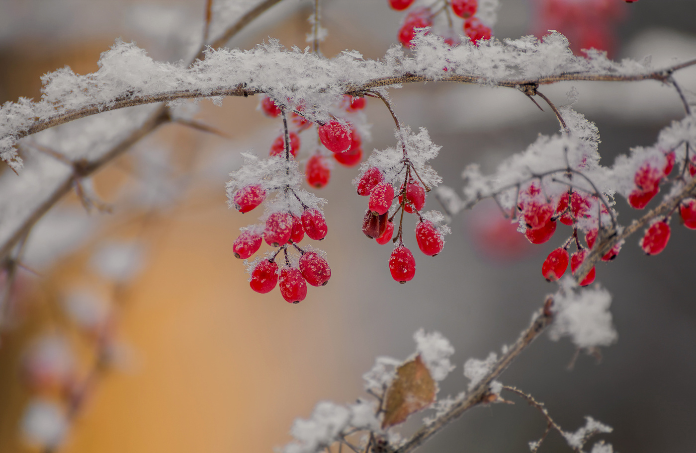 Морозный барбарис..