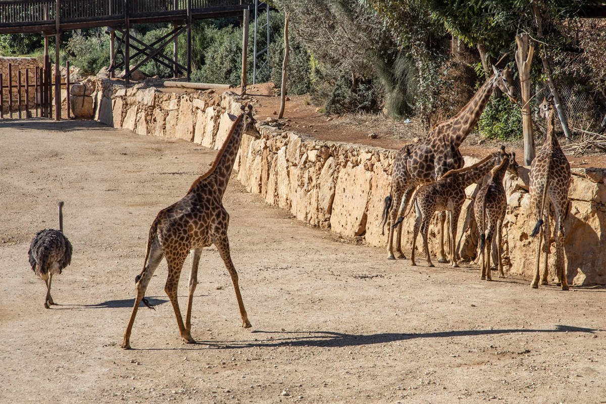 Обедать пора!